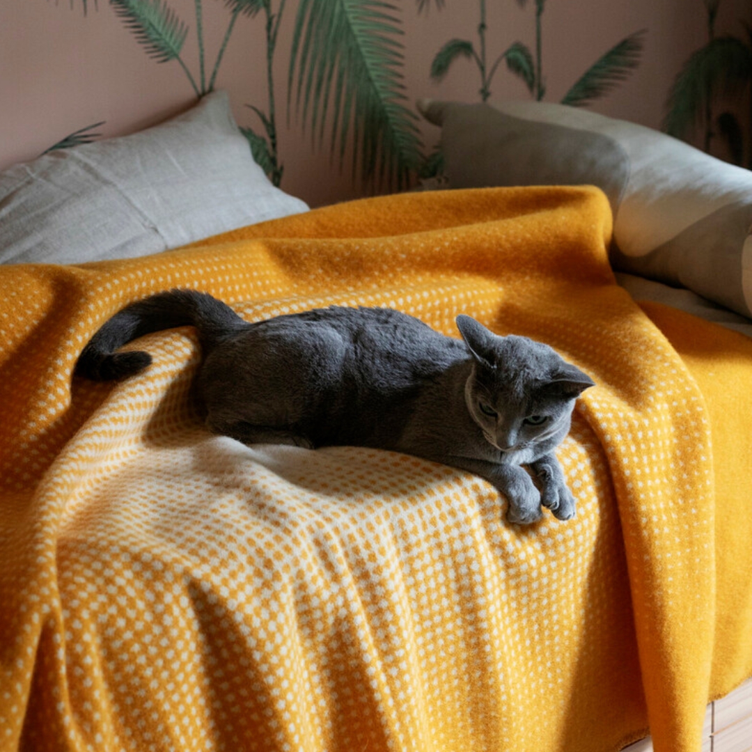 Juhannus Pledd - Bilde 1