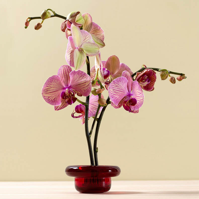 Sirkel rød - Bilde 1