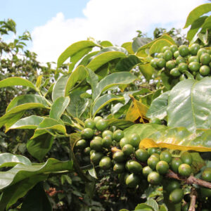 Julekaffe filtermalt - Bilde 2